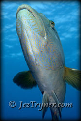 An inquisitive Napolean / humphead / Maori wrasse (Cheilinus undulatus) follows the photographer in the hope of food, Blue corner, Palau, Micronesia, Pacific ocean, Asia