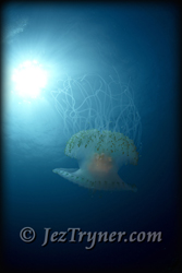 Jellyfish in the blue, Ulong channel, Palau, Micronesia, Pacific ocean, Asia