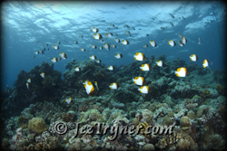 Fish soup liveaboard diving in Palau