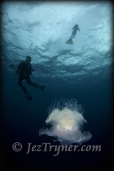 Palau diving
