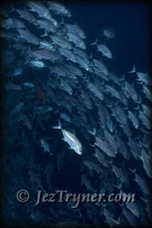 Schooling big eye jacks / trevally (Caranx sexfasciatus) hang in the deep on the wall at Blue corner, Palau, Micronesia, Pacific ocean, Asia