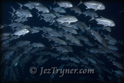 Schooling big eye jacks / trevally (Caranx sexfasciatus) hang in the deep on the wall at Blue corner, Palau, Micronesia, Pacific ocean, Asia