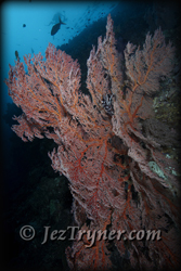 Some of the stunning corals and sea fans growing on the wall at  Blue corner, Palau, Micronesia, Pacific ocean, Asia