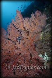 Some of the stunning corals and sea fans growing on the wall at  Blue corner, Palau, Micronesia, Pacific ocean, Asia