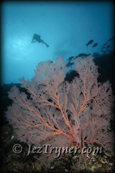 A diver checks out some of the stunning corals and sea fans growing on the wall at  Blue corner, Palau, Micronesia, Pacific ocean, Asia