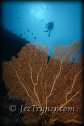 A diver checks out some of the stunning corals and sea fans growing on the wall at  Blue corner, Palau, Micronesia, Pacific ocean, Asia