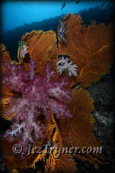 Some of the stunning corals and sea fans growing on the wall at  Blue corner, Palau, Micronesia, Pacific ocean, Asia