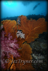 A diver checks out some of the stunning corals and sea fans growing on the wall at  Blue corner, Palau, Micronesia, Pacific ocean, Asia