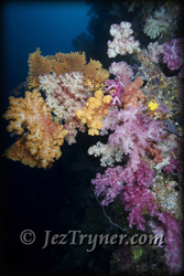 Stunning Palau diving