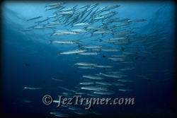 Schooling Yellow tail barracuda (Sphyraena flavicauda) at Blue corner, Palau, Micronesia, Pacific ocean, Asia