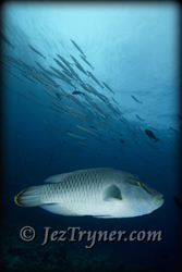 Napolean / humphead / Maori wrasse (Cheilinus undulatus) in front of a school of Yellow tail barracuda (Sphyraena flavicauda) at Blue corner, Palau, Micronesia, Pacific ocean, Asia