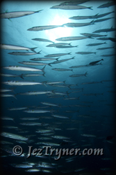 Schooling Yellow tail barracuda (Sphyraena flavicauda) at Blue corner, Palau, Micronesia, Pacific ocean, Asia
