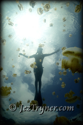 Jellyfish lake in Palau