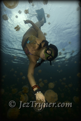 Jellyfish lake in Palau