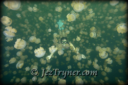 Palau diving in Jellyfish lake