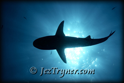 Palau liveaboard