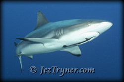 Blue corner sharks - Palau liveaboard