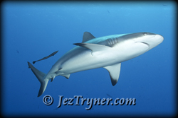 Palau liveaboard