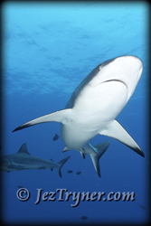 Palau diving