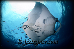 Palau liveaboard