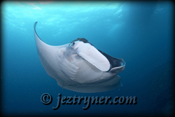 Mantas at German channel - Palau diving