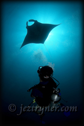 Manta Ray (Manta birostris) in the blue at German channel, Palau, Micronesia