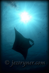 Manta Ray (Manta birostris) in the blue at German channel, Palau, Micronesia