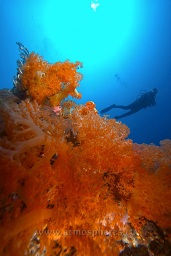 A diver swims along behind the amazing soft and hard corals with the sun behind, Sahaung satu, Bankka island, Celebes sea, Pacific Ocean, Sulawesi, Indonesia, Asia