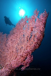A diver swims past the pygmy sea horse home sea fan, muricella sp, silouettted by the sun in the background. Batu tiga, Bankka island, Celebes sea, Pacific Ocean, Sulawesi, Indonesia, Asia