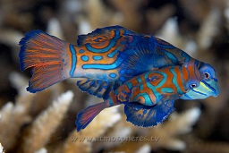 Mandarinfish (synchiropus splendidus) mating, Muka gereja, Bunaken, Celebes sea, Pacific Ocean, Sulawesi, Indonesia, Asia