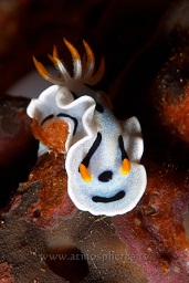 Diana's chromodoris nudibranch (chromodoris dianae) on it's food, a sponge, Lekuan tiga, Bunaken, Celebes sea, Pacific Ocean, Sulawesi, Indonesia, Asia
