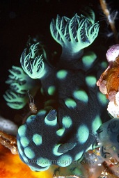 Crested nembrotha (nembrotha cristata) feeding on some ascidians, Mandolin, Bunaken, Celebes sea, Pacific Ocean, Sulawesi, Indonesia, Asia