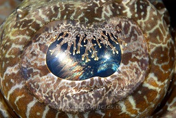 Beaufort's Crocodile flathead fish (cymbacephalus beauforti) eye close up displaying the weird eye lashes, HBO point, North Sulawesi, Celebes sea, Pacific Ocean, Sulawesi, Indonesia, Asia