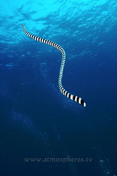 Banded sea snake / krait (Laticauda colubrina) going up for air, Tanjung arus, Talise island, Celebes sea, Pacific Ocean, Sulawesi, Indonesia, Asia