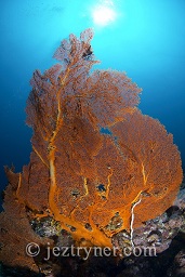 One of the large sea fans that decoraste the north slope of Black rock, Mergui archipelago, Andaman sea, Indian Ocean, Burma / Myanmar, Asia