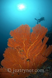 Diver swimming along the gorgonia sea fan covered wall, Black rock, Mergui archipelago, Andaman sea, Indian Ocean, Burma / Myanmar, Asia