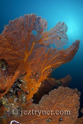 The twilight sun behind a large gorgonia sea fan growing in the depths at Black rock, Mergui archipelago, Andaman sea, Indian Ocean, Burma / Myanmar, Asia