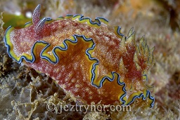 Glossodoris nudibranch (Glossodoris hikuerensis), Mcarthy island, Mergui archipelago, Andaman sea, Indian Ocean, Burma / Myanmar, Asia