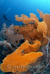 A diver adds some scale to the picture to display the size of the sea fans on display at Western rocky pinnacle / fan forest pinnacle, Mergui archipelago, Andaman sea, Indian Ocean, Burma / Myanmar, Asia