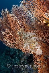 A Poss's scorpionfish (Scorpaenopsis possi) sitting on a gorgonia sea fan, Western rocky pinnacle / fan forest pinnacle, Mergui archipelago, Andaman sea, Indian Ocean, Burma / Myanmar, Asia