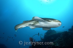 A zebra / Leopard shark (Stegastoma fasciatum) swims along the reef wall, Western rocky pinnacle / fan forest pinnacle, Mergui archipelago, Andaman sea, Indian Ocean, Burma / Myanmar, Asia