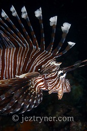 Indian turkeyfish / lionfish (pterois miles) hanging above the reef, Western rocky island, Mergui archipelago, Andaman sea, Indian Ocean, Burma / Myanmar, Asia