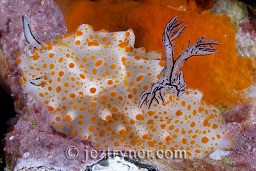 Halgerda (Halgerda Stricklandia) nudibranch on a reef wall, Western rocky island, Mergui archipelago, Andaman sea, Indian Ocean, Burma / Myanmar, Asia