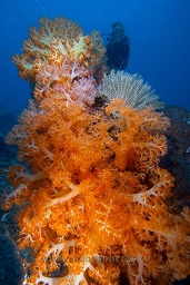 A diver examines the stunning variety and colours of the corals on the reef, Sahaung satu, Bankka island, Celebes sea, Pacific Ocean, Sulawesi, Indonesia, Asia