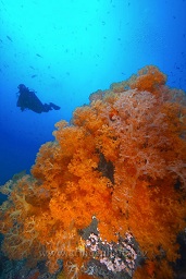 A diver swims behind the amazing soft and hard corals along the reef, Sahaung satu, Bankka island, Celebes sea, Pacific Ocean, Sulawesi, Indonesia, Asia