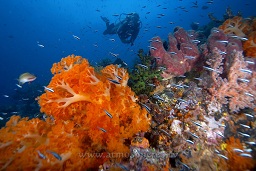 A diver swims behind the amazing soft and hard corals along the reef, Sahaung satu, Bankka island, Celebes sea, Pacific Ocean, Sulawesi, Indonesia, Asia