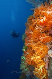 A diver swims behind the amazing soft and hard corals along the reef, Sahaung satu, Bankka island, Celebes sea, Pacific Ocean, Sulawesi, Indonesia, Asia