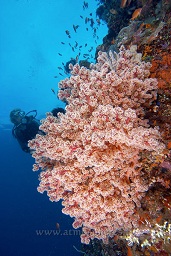 A diver checks out the stunning wall complete with a large soft coral fan. Batu tiga, Bankka island, Celebes sea, Pacific Ocean, Sulawesi, Indonesia, Asia