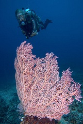 A diver examining the pygmy sea horse home, a muricella sp. sea fan. Batu tiga, Bankka island, Celebes sea, Pacific Ocean, Sulawesi, Indonesia, Asia