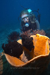 A diver examines 2 Giant frogfish (antennarius commersonii) sat on the edge of a barrel sponge. Batu tiga, Bankka island, Celebes sea, Pacific Ocean, Sulawesi, Indonesia, Asia